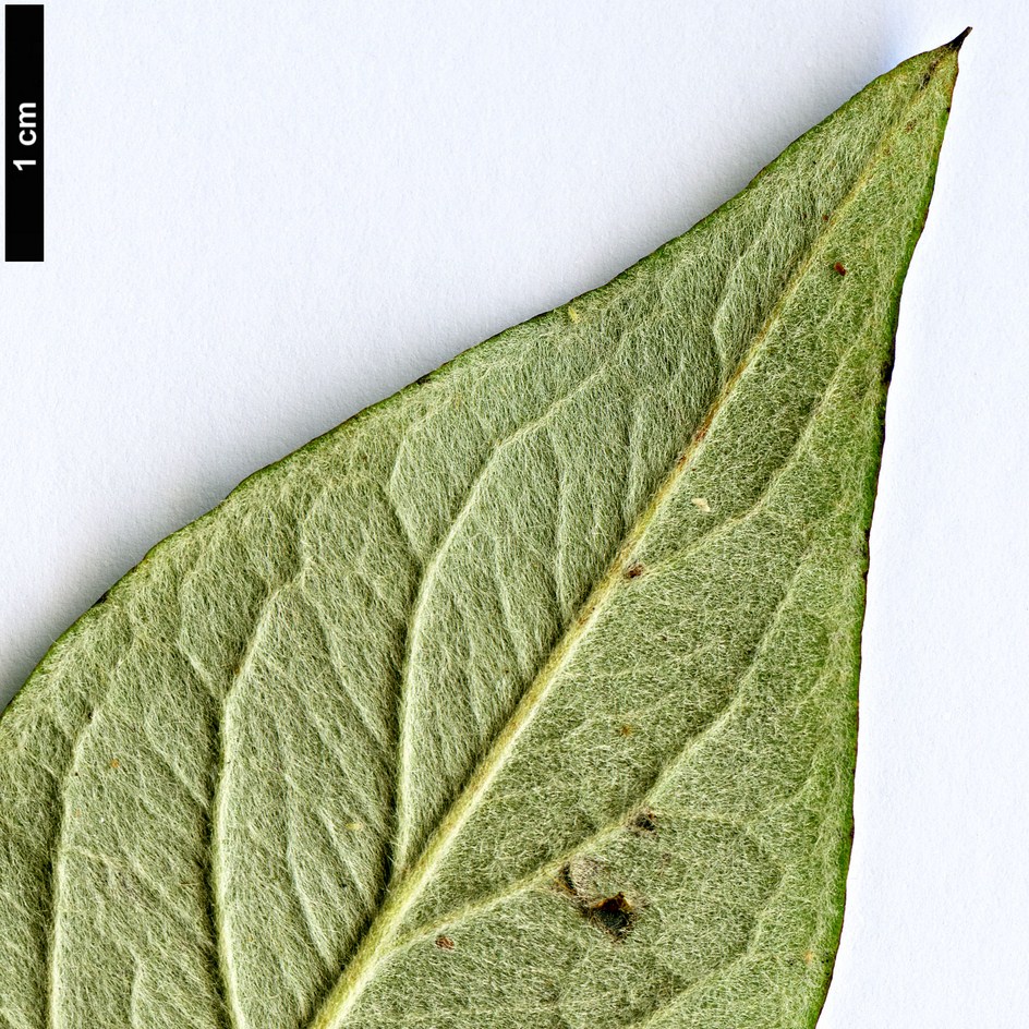 High resolution image: Family: Rosaceae - Genus: Cotoneaster - Taxon: mairei